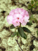 Рододендрон Адамса, или Саган Дали (лат. Rhododendron adamsii), семена 0,02 грамма