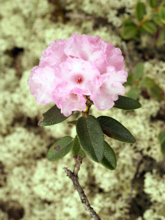 Рододендрон Адамса, или Саган Дали (лат. Rhododendron adamsii), семена 0,02 грамма