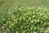 Ракитник белый (лат. Cytisus albus), семена