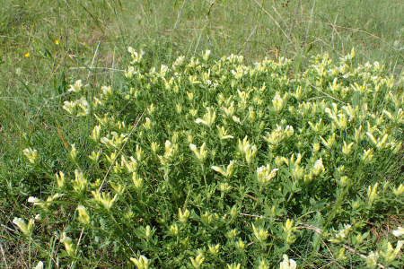 Ракитник белый (лат. Cytisus albus), семена