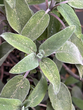Шалфей лекарственный (лат. Salvia officinalis), 100 шт