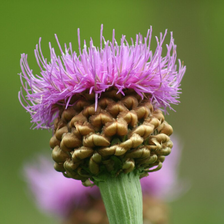 Левзея сафлоровидная, или Маралий корень (лат. Rhaponticum carthamoides), семена 0,2 грамма
