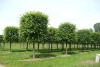 Липа европейская 'Pallida' (Tilia europaea 'Pallida'), семена