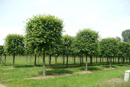 Липа европейская 'Pallida' (Tilia europaea 'Pallida'), семена