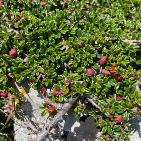 Кизильник самшитолистный (лат. Cotoneaster buxifolius) в ягодах, семена 