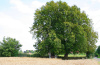 Граб обыкновенный (лат. Carpinus betulus), семена