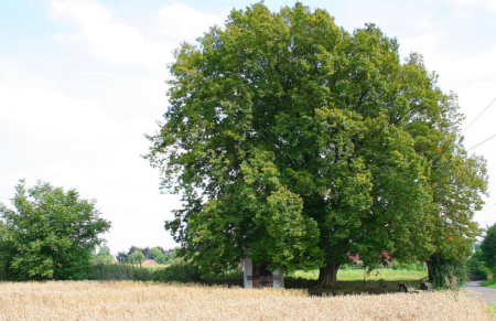 Граб обыкновенный (лат. Carpinus betulus), семена