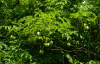 Клекачка колхидская, или Джонджоли Арго (лат. Staphylea colchica "Арго"), семена