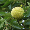Маклюра оранжевая, или яблоносная (лат. Maclura pomifera), семена