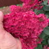 Гортензия метельчатая Самарская Лидия (лат. Hydrangea paniculata 'Samarskaya Lidiya')