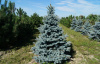 Ель колючая, или Ель голубая (лат. Picea pungens), саженец, 1 шт