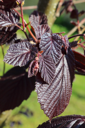 Фундук краснолистный микс морозостойких сортов Сирена и Ламберта (лат. Corylus avelana), семена