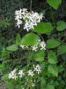 Клематис трехцветковый (лат. Clematis terniflora), семена 