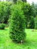 Туя западная Брабант (лат. Thuja occidentalis 'Brabant'), семена