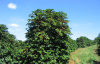 Кофе аравийский (лат. Coffea arabica), саженец, 1 шт