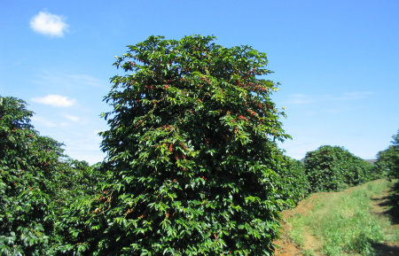 Кофе аравийский (лат. Coffea arabica), саженец, 1 шт