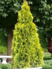 Туя западная Санкист (Thuja occidentalis 'Sunkist'), семена