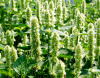 Лофант тибецкий белоцветковый, или Многоколосник морщинистый (лат. Agastache rugosa), семена