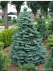 Пихта одноцветная Виолацеа (лат. Abies concolor 'Violacea'), семена