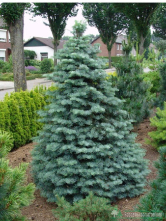 Пихта одноцветная Виолацеа (лат. Abies concolor 'Violacea'), семена