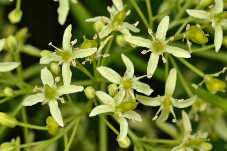 Птелея трехлистная (лат. Ptelea trifoliata), семена