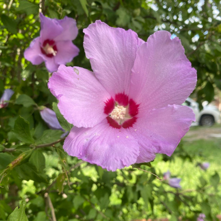 Гибискус сирийский (лат. Hibiscus syriacus) сиреневые цветы, семена