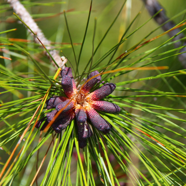 Сосна Эллиота, или Сосна болотистая (лат. Pinus Elliottii), семена