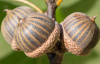 Дуб болотный (лат. Quercus palustris), сеянец, 3 шт 