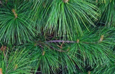 Сосна румелийская, или балканская, или македонская (лат. Pinus peuce), семена