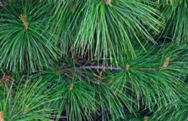 Сосна румелийская, или балканская, или македонская (лат. Pinus peuce), семена
