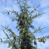Ель сибирская голубая (лат. Picea sibirica var. coerulea), семена