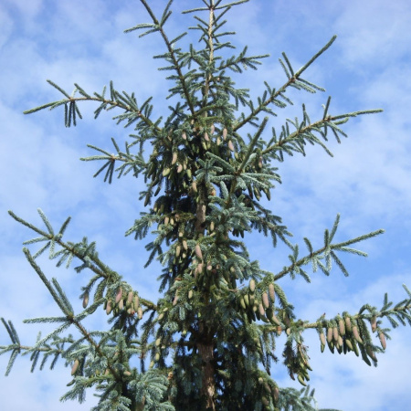 Ель сибирская голубая (лат. Picea sibirica var. coerulea), семена