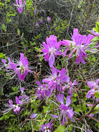 Рододендрон канадский фиолетовый (лат. Rhododendron canadense) 0,02 грамма, семена