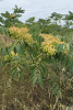 Айлант высочайший  (лат. Ailanthus altissima), семена