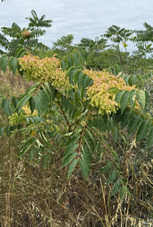 Айлант высочайший  (лат. Ailanthus altissima), семена