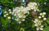 Вишня пенсильванская (лат. Cerasus pensylvanica), семена