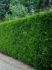 Туя западная Брабант (лат. Thuja occidentalis 'Brabant'), семена