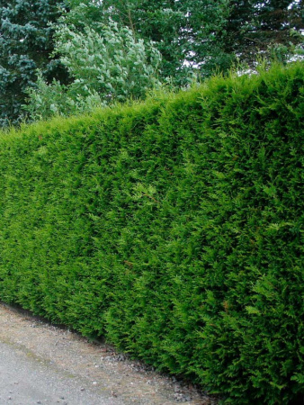 Туя западная Брабант (лат. Thuja occidentalis 'Brabant'), семена