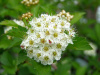 Боярышник даурский (лат. Crataegus dahurica), семена