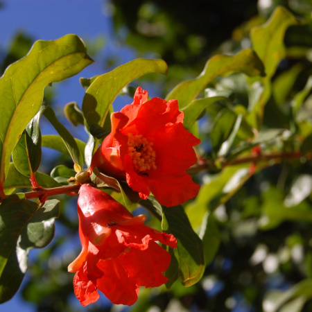 Гранат обыкновенный (лат. Punica granatum), семена