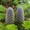 Пихта корейская (лат. Abies Koreana), семена 0,2 грамма