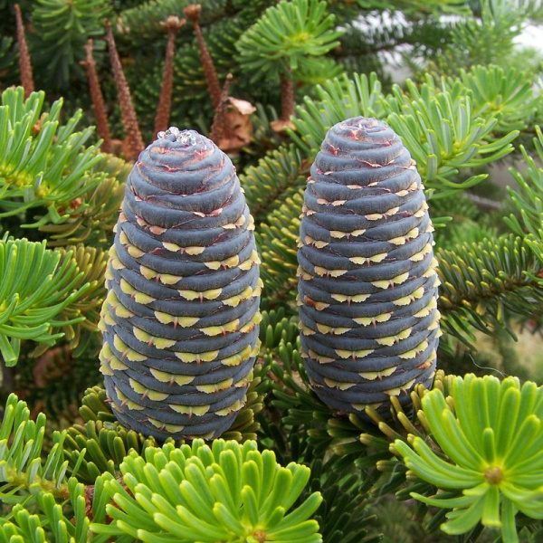 Пихта корейская (лат. Abies Koreana), семена 0,2 грамма