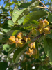 Экзохорда кистистая (лат. Exochorda racemosa), семена 