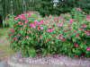 Роза морщинистая (лат. Rosa rugosa), семена
