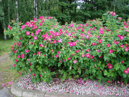 Роза морщинистая (лат. Rosa rugosa), семена