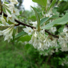 Лох зонтичный (лат. Elaeagnus umbellata), семена