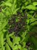 Бузина травянистая (лат. Sambucus ebulus), в ягодах