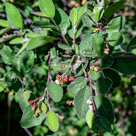 Кизильник черноплодный (лат. Cotoneaster melanocarpus), семена