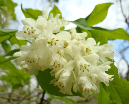 Клекачка колхидская, или Джонджоли Арго (лат. Staphylea colchica "Арго"), семена