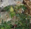 Шиповник турецкий (лат. Rosa turcica), семена